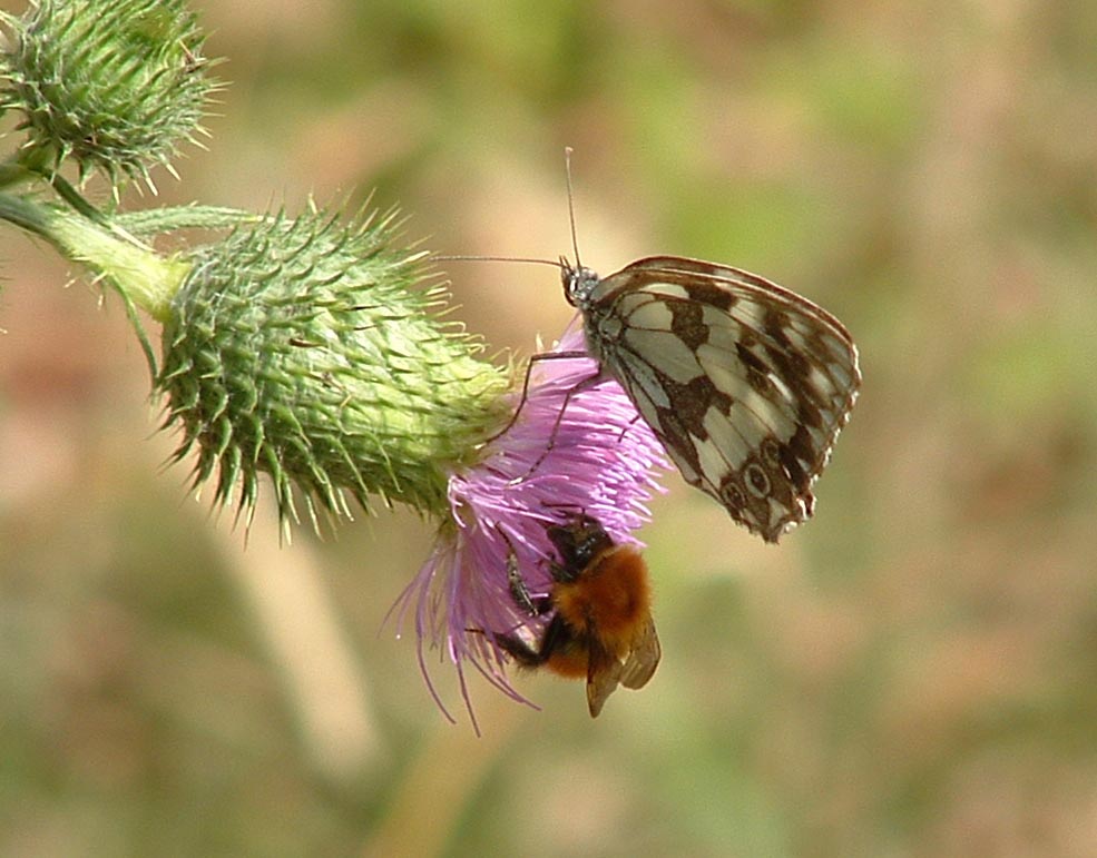 Insieme - La mensa (Lepidoptera & Hymenoptera)